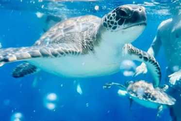 Wycieczka fakultatywna, Wycieczka Miasto duchów, Famagusta, Salamina z rejsem na Blue Lagoon i zatokę żółwi z Ayia Napa