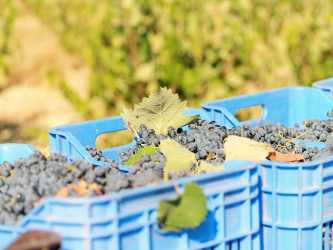 Wycieczka fakultatywna, Wycieczka Szlakiem Cypryjskich Winnic - Kalamos Winiarnia